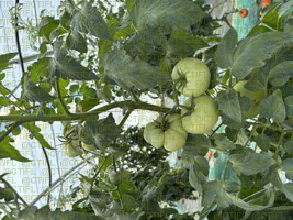 Thrips sur culture de tomates sous abri